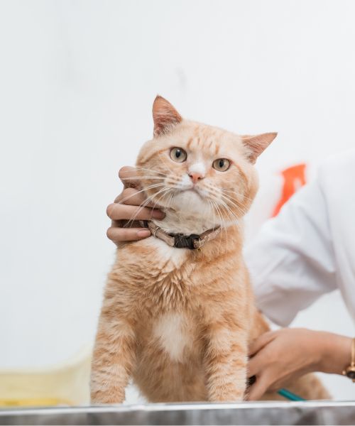 A woman gently holds a cat