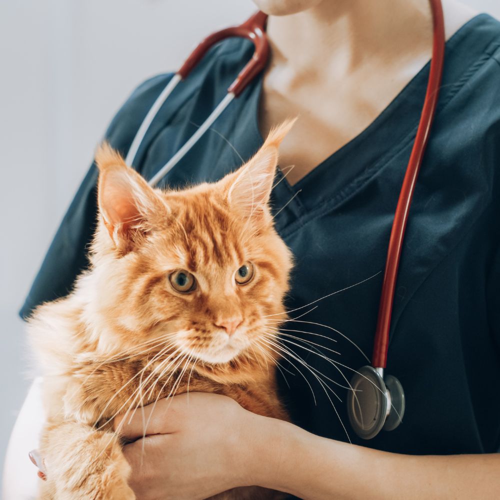 vet holds a cat