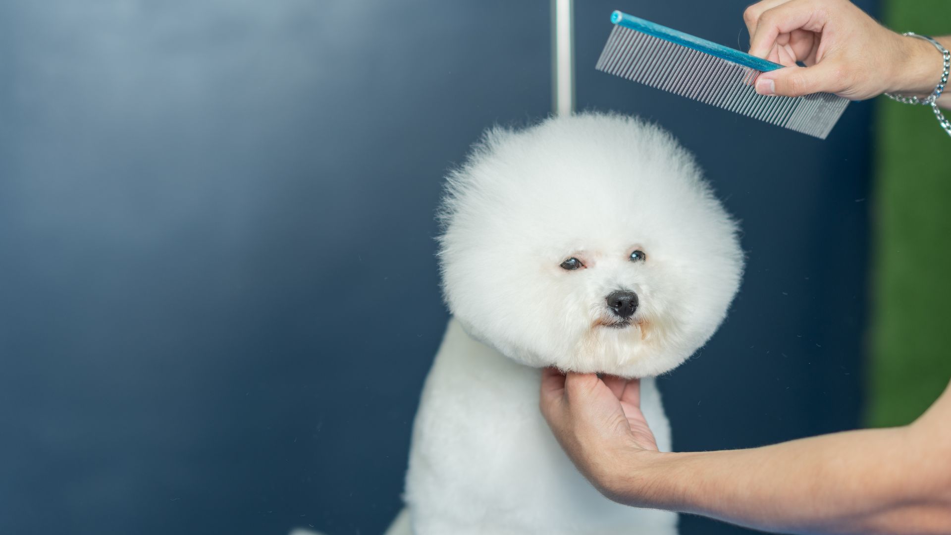 A person gently combs a white dog