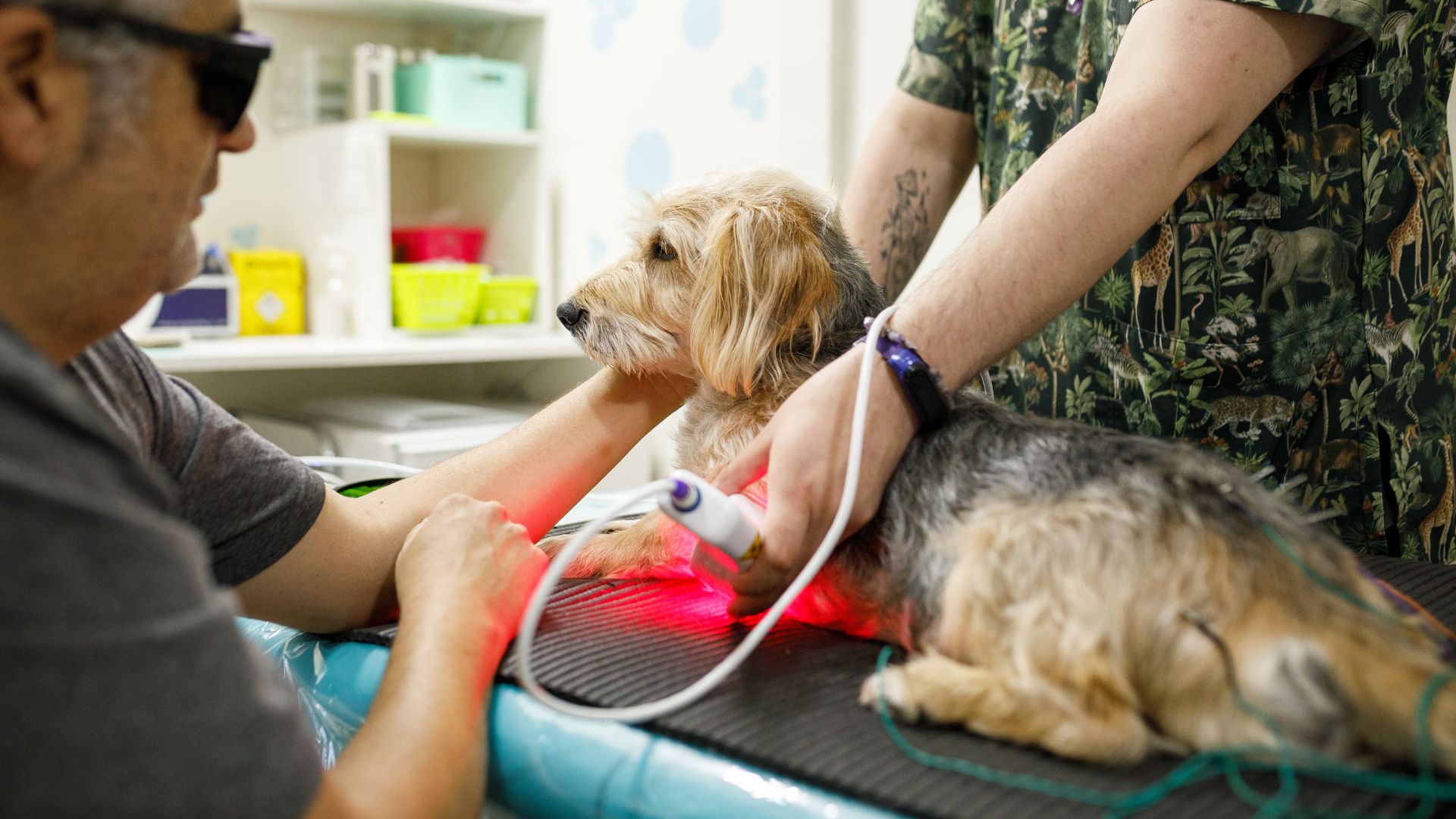 A veterinarian examines a dog on the examination table