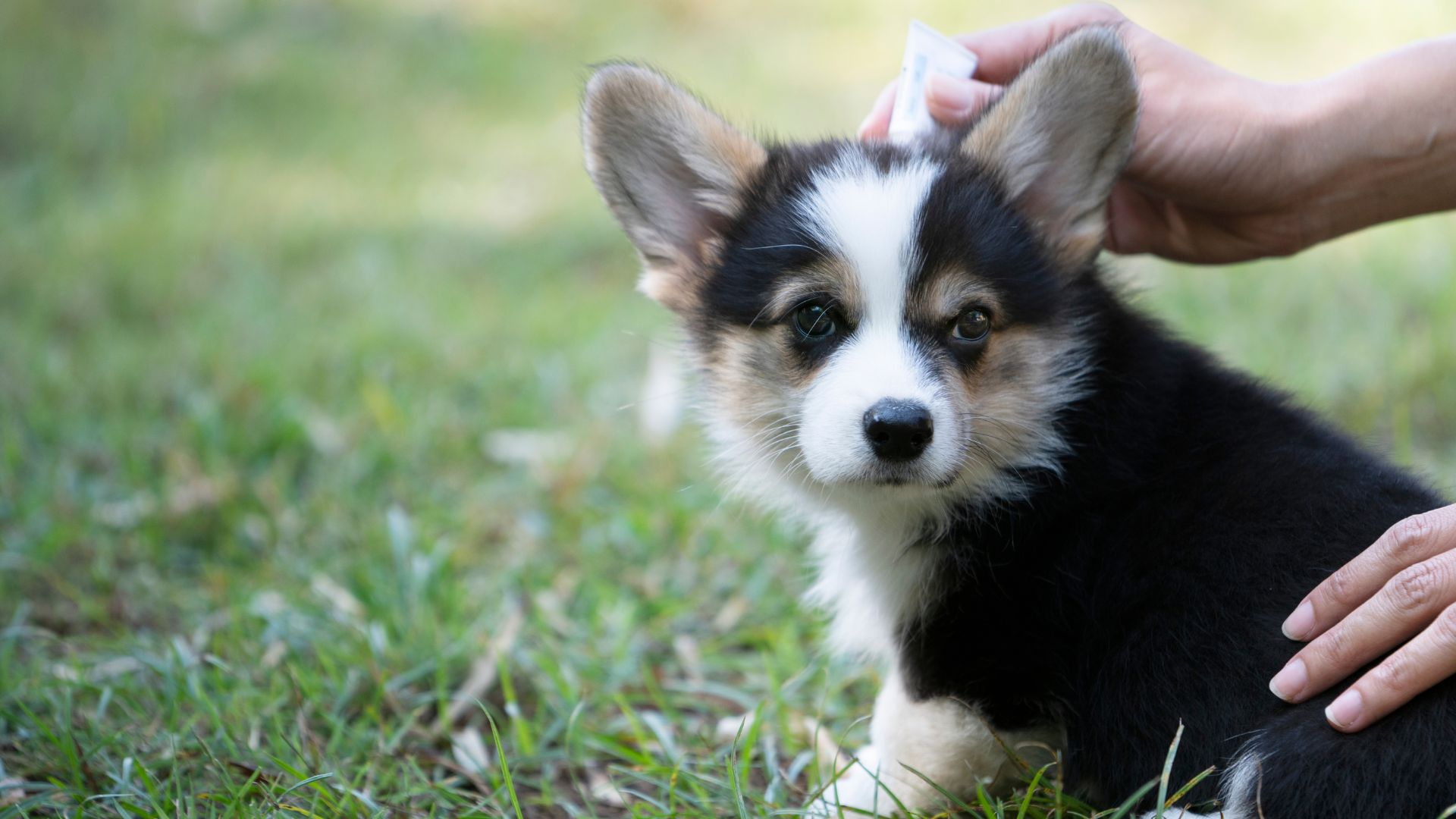 A small black and white puppy being gently petted by a person's hand