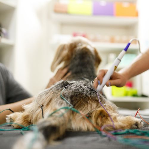 A veterinarian examines a dog