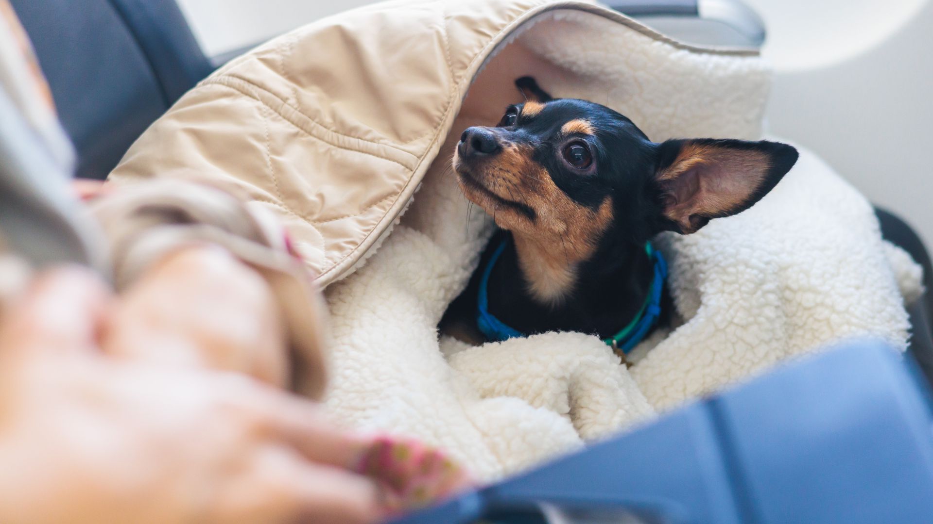 A small dog comfortably nestled in a blanket while sitting on an airplane seat