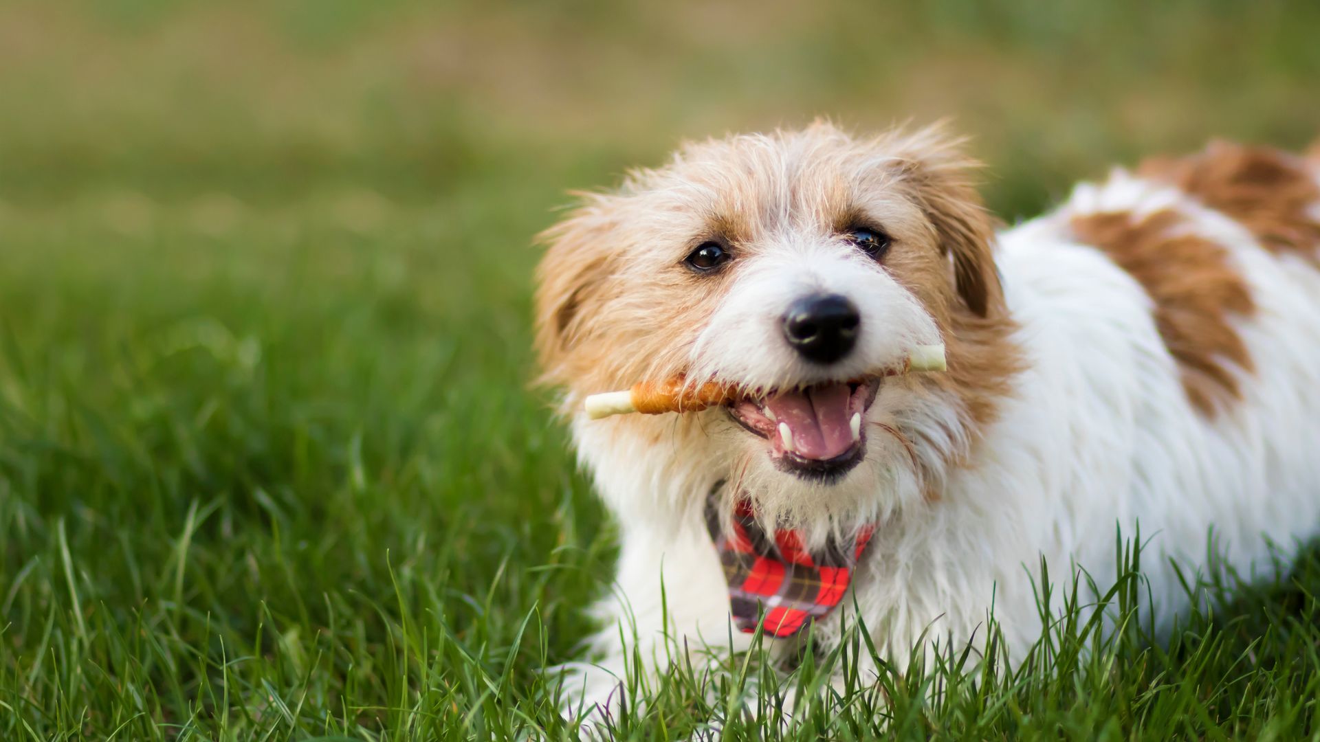 A dog happily holds a stick in its mouth