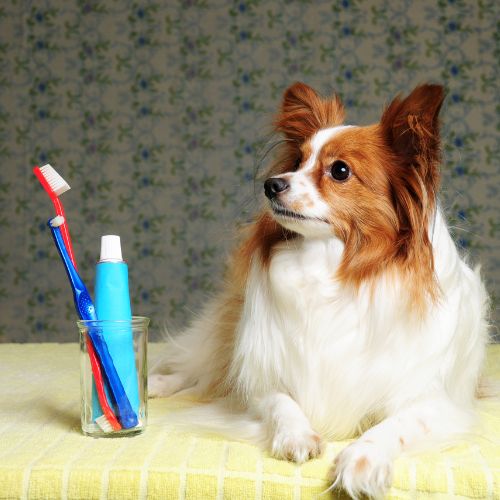 A playful dog with a toothbrush next to a glass of water