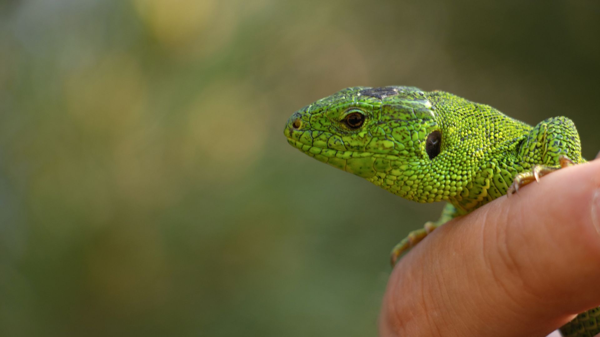 A green lizard perched delicately on a person's finger