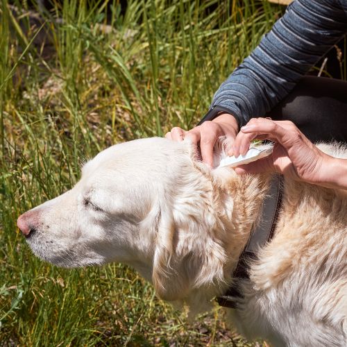 man applying tick and flea prevention treatment and medicine to her dog