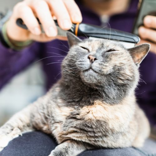 A person gently grooms a cat