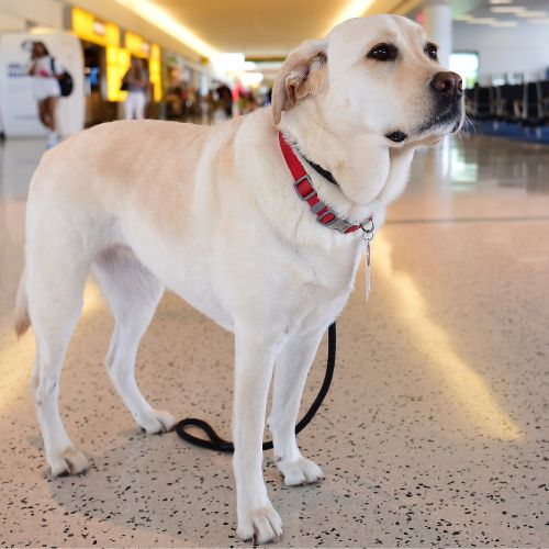 A dog stands in an airport terminal