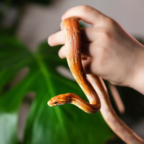 A person gently holds a snake while a vibrant green leaf