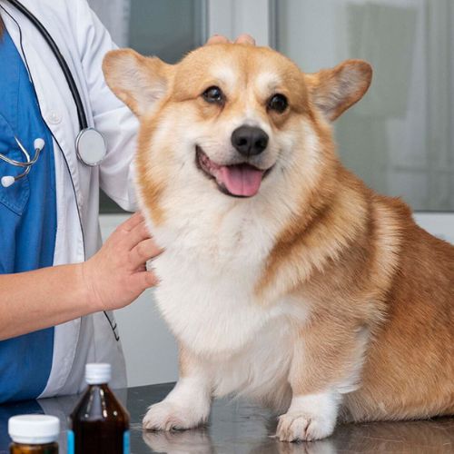 A dog sits calmly on a table while a veterinarian examines it