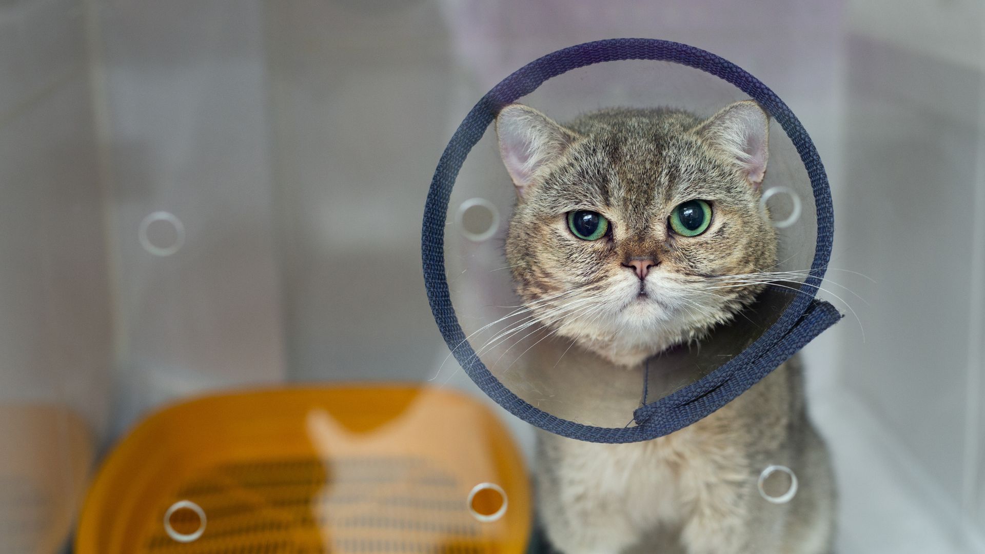 A cat wearing a protective cone around its neck