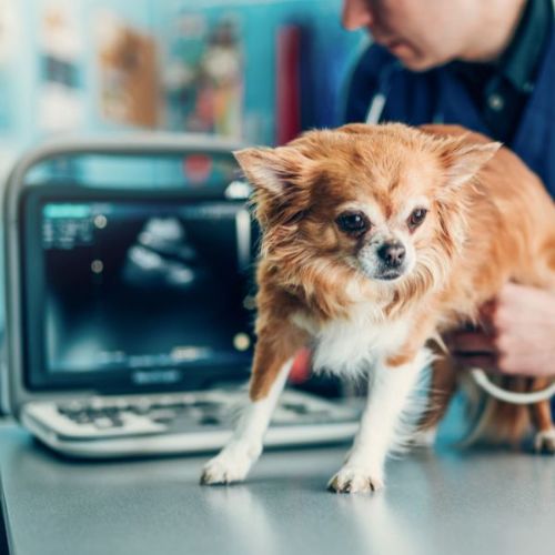 Vet doing ultrasound scan of a dog