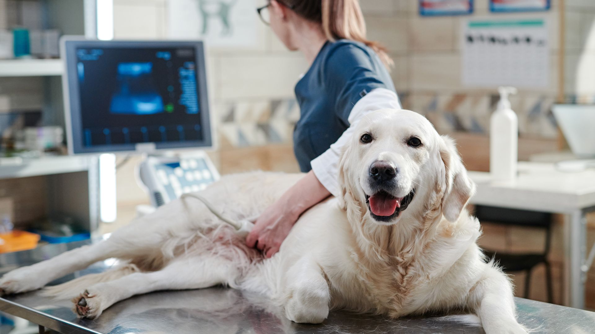 Vet performing an ultrasound scan on dog