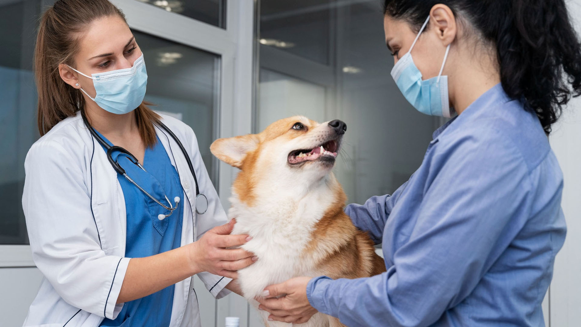 dog is being examined by two vets dog is being examined by two vets